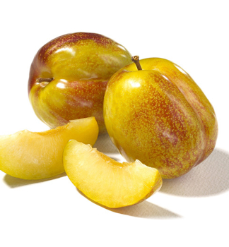 Aprikosen-Pflaume �FLAVOR QUEEN� Unterlage Myrobalan, wurzelnackt