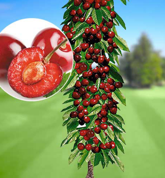 S��kirsche 'QUEEN MARY' Unterlage Colt, 150-160 cm, Cont. 5 l