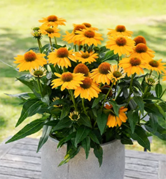 Sonnenhut (Echinacea) �PAPALLO�CLASIC GOLDEN APRICOT �, kont. 2,4 l