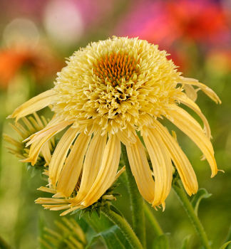 Sonnenhut (Echinacea) �PAPALLO�SEMI DOUBLE PEACH�, kont. 2,4 l