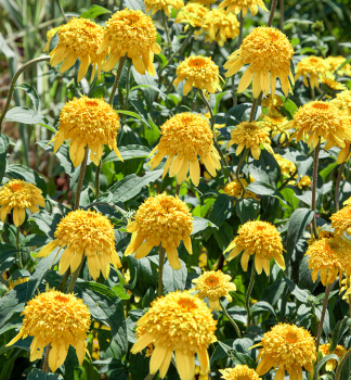 Sonnenhut (Echinacea) �PAPALLO� SEMI DOUBLE PEACH�, Cont. 2,4 l