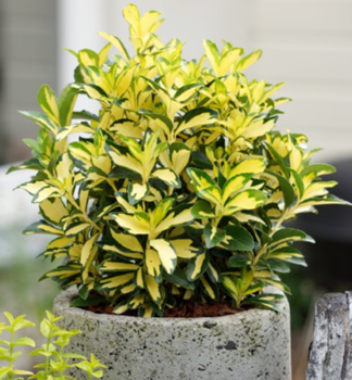 Japanischer Spindelstrauch �EXTASE �� 20-30 cm, kont. 3 l