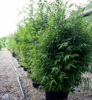 Bambus (Fargesia murieliae) �MALACHITE MONKEY�S� 90-100 cm, kont. 10 l