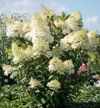 Rispenhortensie �MAGICAL ANDES�� 10-15 cm, kont. 1,4 l