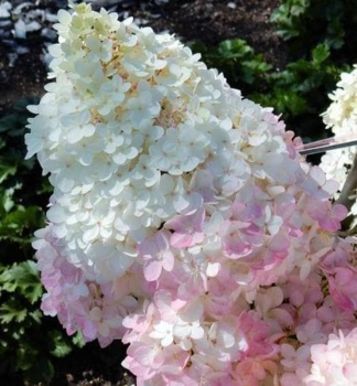 Rispenhortensie �MAGICAL ANDES�� 30-40 cm, kont. 1,4 l