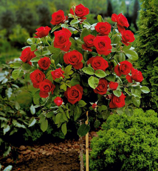 Stammrose �EROTIKA� *** auf Stamm 90 cm, Cont. 7 l