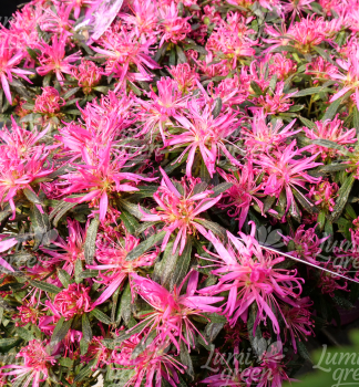Obr�zok (8)