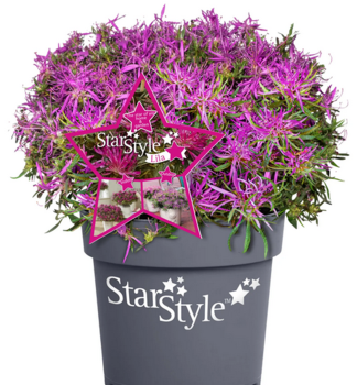 Japanische Azalee �STAR STYLE�LILA� 15-20 cm, Cont. 1,5 l