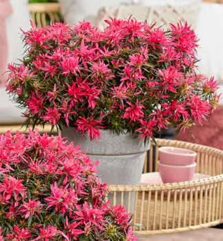 Japanische Azalee �STAR STYLE�PINK� 15-20 cm, Cont. 1,5 l