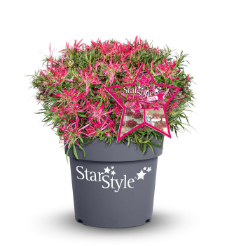 Japanische Azalee �STAR STYLE�PINK� 15-20 cm, Cont. 1,5 l