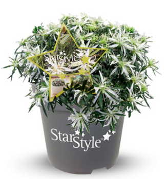 Japanische Azalee �STAR STYLE�WHITE� 20-30 cm, Cont. 1,5 l