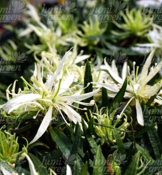 Obr�zok (6)
