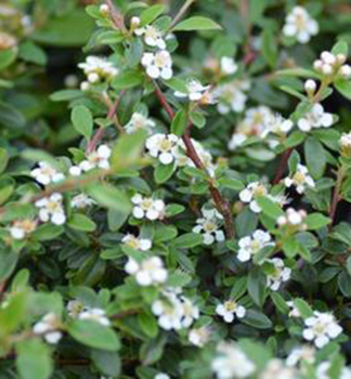Zwergmispel var. thym., 30-40 cm, kont. 2 l