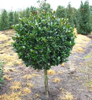 Stechpalme BLUE PRINCE auf Stamm 50 cm, Cont. 3 l