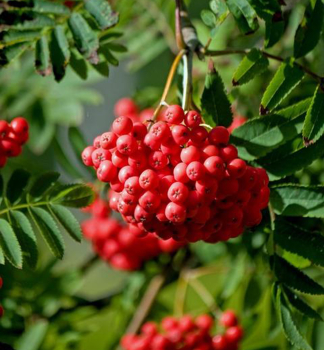 Ebereschebaum �RED ROBIN� auf Stamm 80 cm, Cont. 5 l