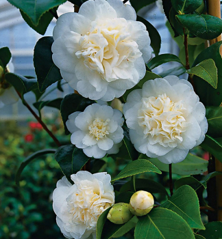 Japanische Kamelie 'NOBILISSIMA', Cont. 0,5 l