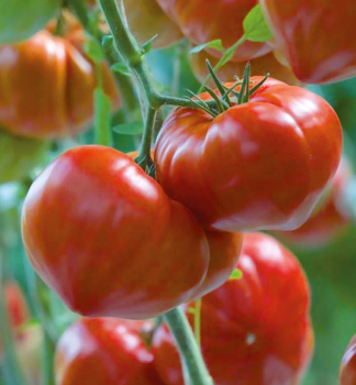 Tomate GOURMANDIA F1, Cont. 0,5 l