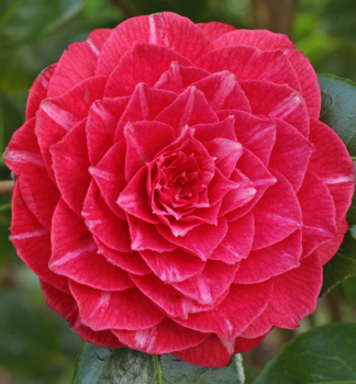 Japanische Kamelie �PRINCESS BACIOCCHI� 40-50 cm, Cont. 3 l