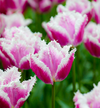 Tulpe HAWAI, Packungsinhalt 5 St.
