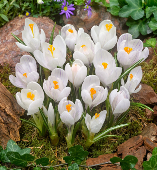 Gro�blumige Krokusse �ICE QUEEN� Packungsinhalt 10 St.