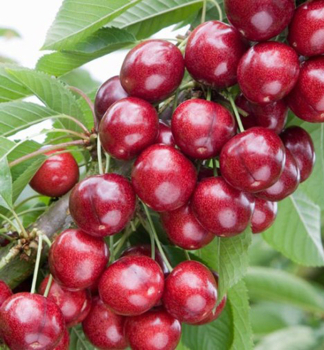 S��kirschebaum �SWEETHEART��, Unterlage. Colt, 160-170 cm, Cont. 10 l