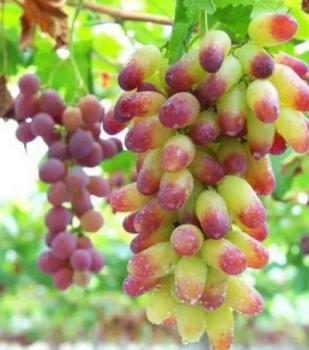 Tafeltraube �KENEDA BEAUTY FINGER�, wurzelball