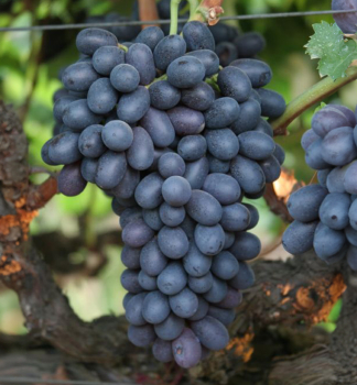 Tafeltraube �AUTUMN ROYAL�, wurzenball