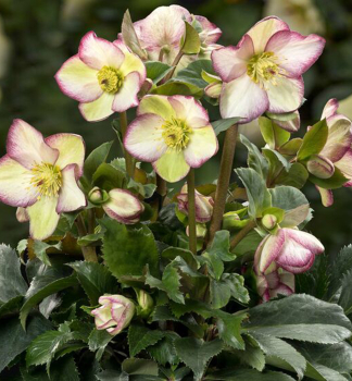 Nieswurz ICE N ROSES FROSTED ROSE mit Knospen, 15-20 cm, Cont. 2 l