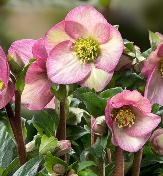 Nieswurz ICE N ROSESROSE mit Knospen, 15-20 cm, Cont. 2 l