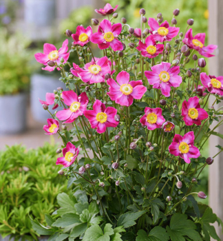 Anemone �FANTASY AURORA�, Cont. 1 l
