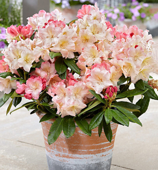 Rhododendron PERCY WISEMAN 20-30 cm, Cont. 4 l