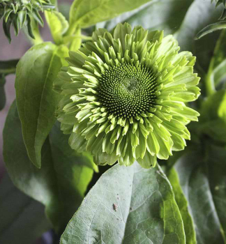 Sonnenhut (Echinacea) �SUNSEEKERS�APPLE GREEN� Cont. 0,5 l