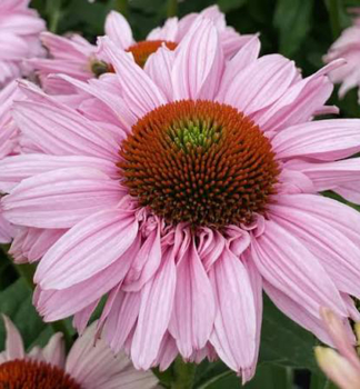 Sonnenhut (Echinacea) �SUNSEEKERS�BLUSH� Cont. 0,5 l