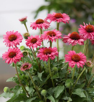 Sonnenhut (Echinacea) �SUNSEEKERS�MAGENTA� Cont. 0,5 l