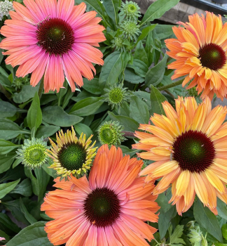 Sonnenhut (Echinacea) �SUNSEEKERS�RAINBOW� Cont. 0,5 l