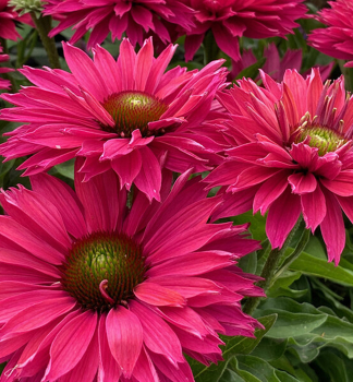 Sonnenhut (Echinacea) �SUNSEEKERS�FUCHSIA�, Cont. 0,5 l