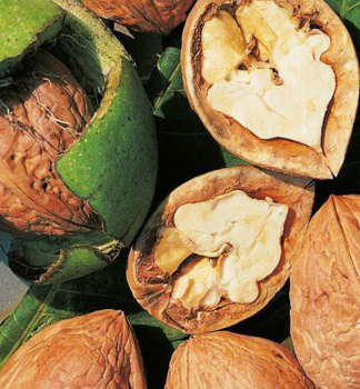 Walnussbaum �FRANQUETTE� 200-220 cm, Cont. 7,5 l