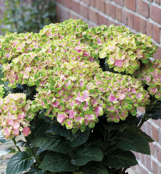 Bauern-Hortensie SWEET LIPS PINK 20-30 cm, kont. 4 l
