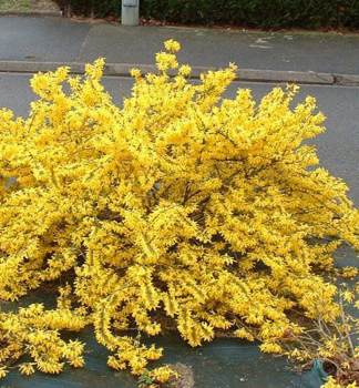 Goldgl�ckchen �MAREE D�OR�� 20-30 cm, Cont. 2,5 l