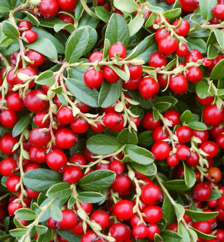 Preiselbeere MISS CHERRY 10-15 cm, Cont. 2 l