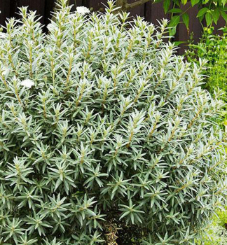 Sanddorn �HIKUL� 15-20 cm, Cont. 2,5 l - m�nnliche Zuchtsorte