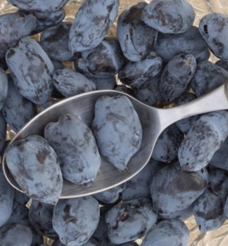 Honigbeere �BOREAL BEAUTY�� 30-40 cm, Cont. 1 l