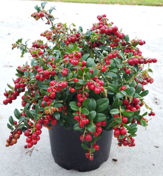 Preiselbeere FIRE BALLS 15-20 cm, Cont. 2 l