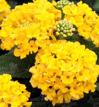 Wandelr�schen �BUSHY YELLOW, Cont. 0,5 l