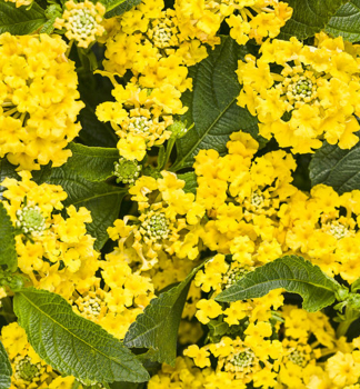 Wandelr�schen �BUSHY YELLOW�, Cont. 0,5 l