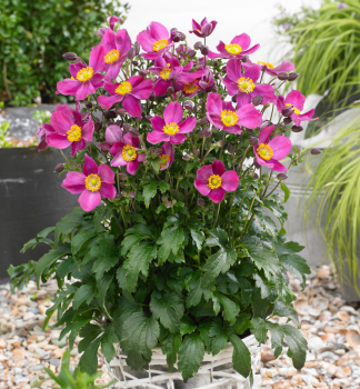 Anemone PRAECOX, Cont. 0,5 l