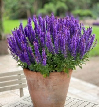 Steppen-Salbei PURPLE RIANNE Cont. 0,5 l
