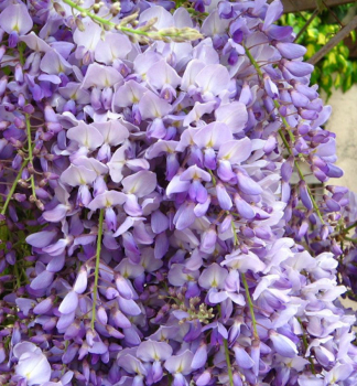 Blauregen 'CAROLINE' 80-90 cm, Cont. 3 l