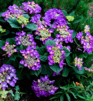 Bauern-Hortensie �FRISBEE� PURPLE�, Cont. 4 l