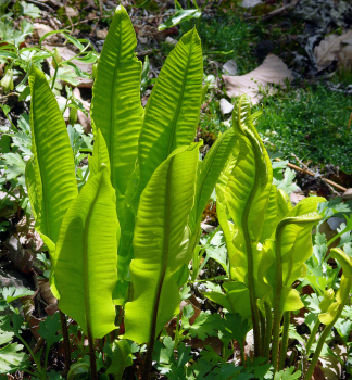 Hirschzungenfarn, 20-30 cm, Cont. 1,7 l